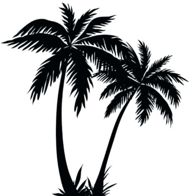 735x760 Palm Trees Drawings Drawings Drawing Ideas Palm Tree Drawing