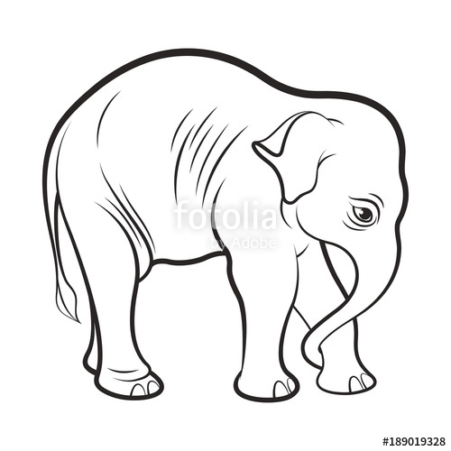 500x500 Baby Elephant Drawing