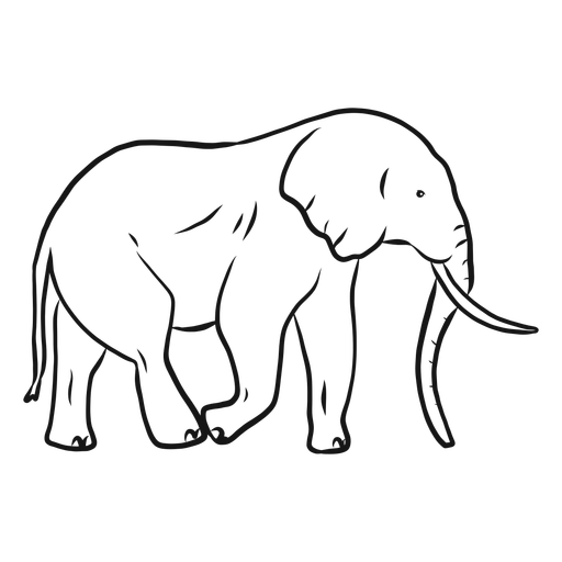 512x512 Elephant Ear Ivory Trunk Tail Sketch
