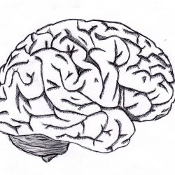 250x250 Drawing Easy Elephant Brain Png Image With Labels Video Carmi