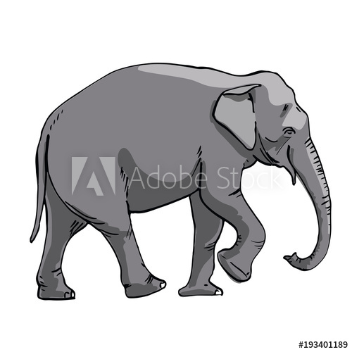 500x500 Indian Elephant Hand Drawing Sketch On White Background