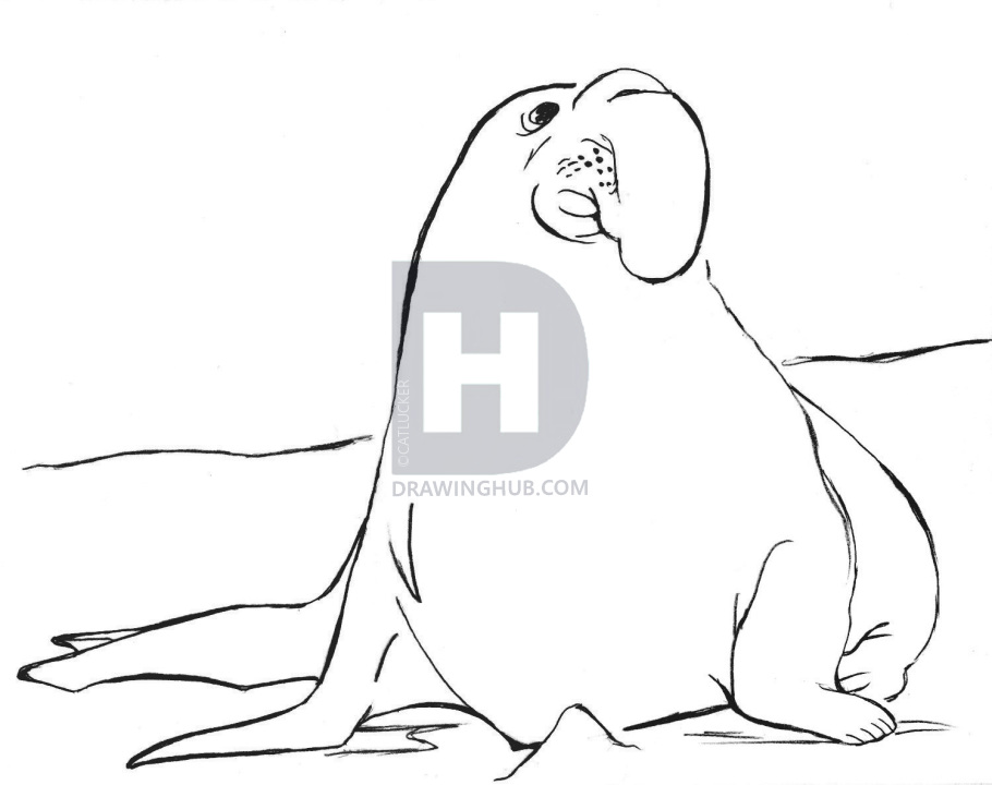 910x720 how to draw an elephant seal, draw a realistic elephant seal, step