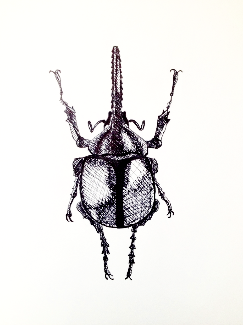 928x1240 Quinn Lysek Art Insect Drawing