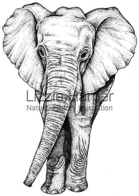446x630 Elephant Illustration