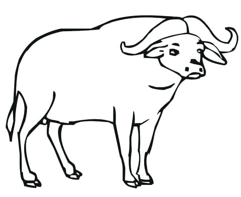 480x392 coloring pages disney incredibles for teens halloween cat drawn