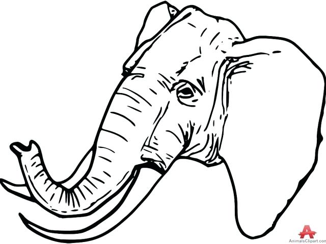 640x480 Elephant Face Outline Elephant Black And White Drawing At Baby