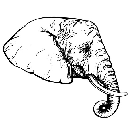 450x447 Vector Of African Elephant Profile Head