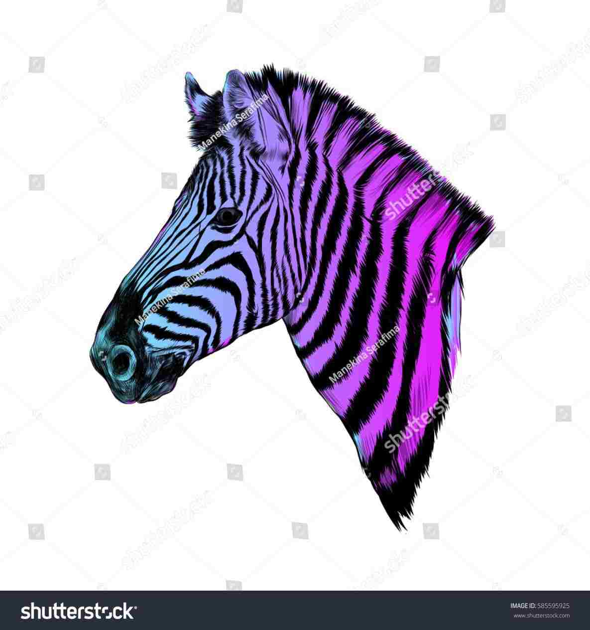 1185x1264 Elephant Head Profile Drawing