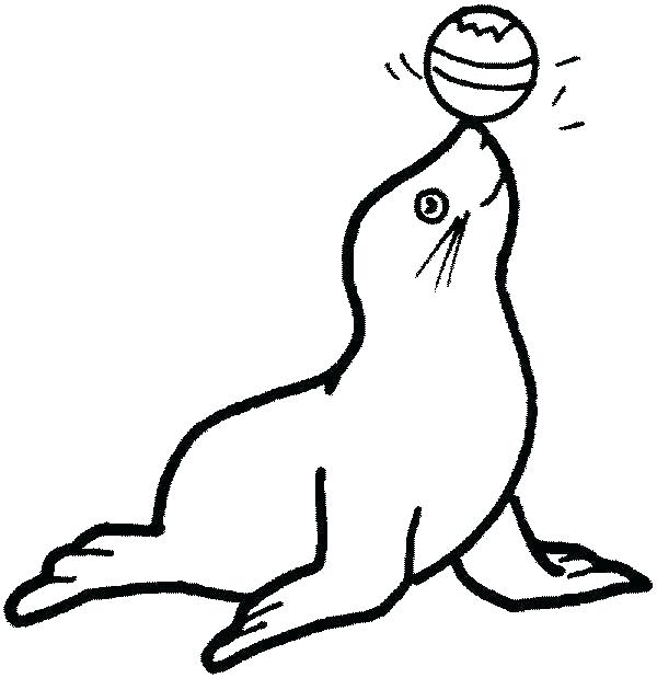 Elephant Seal Drawing