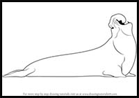 200x142 how to draw cartoon seals sea lions realistic seals sea