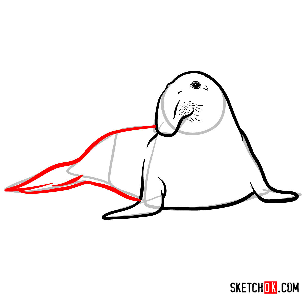 1200x1200 How To Draw An Elephant Seal Sea Animals