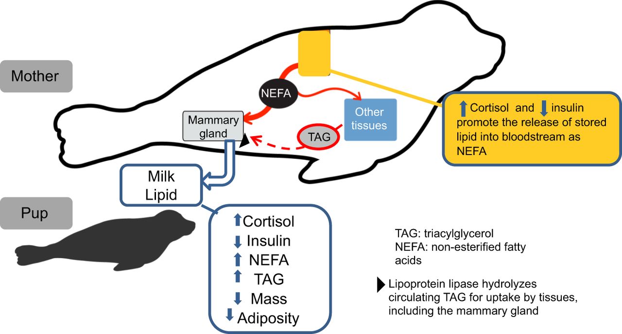 1280x687 adiposity and fat metabolism during combined fasting and lactation