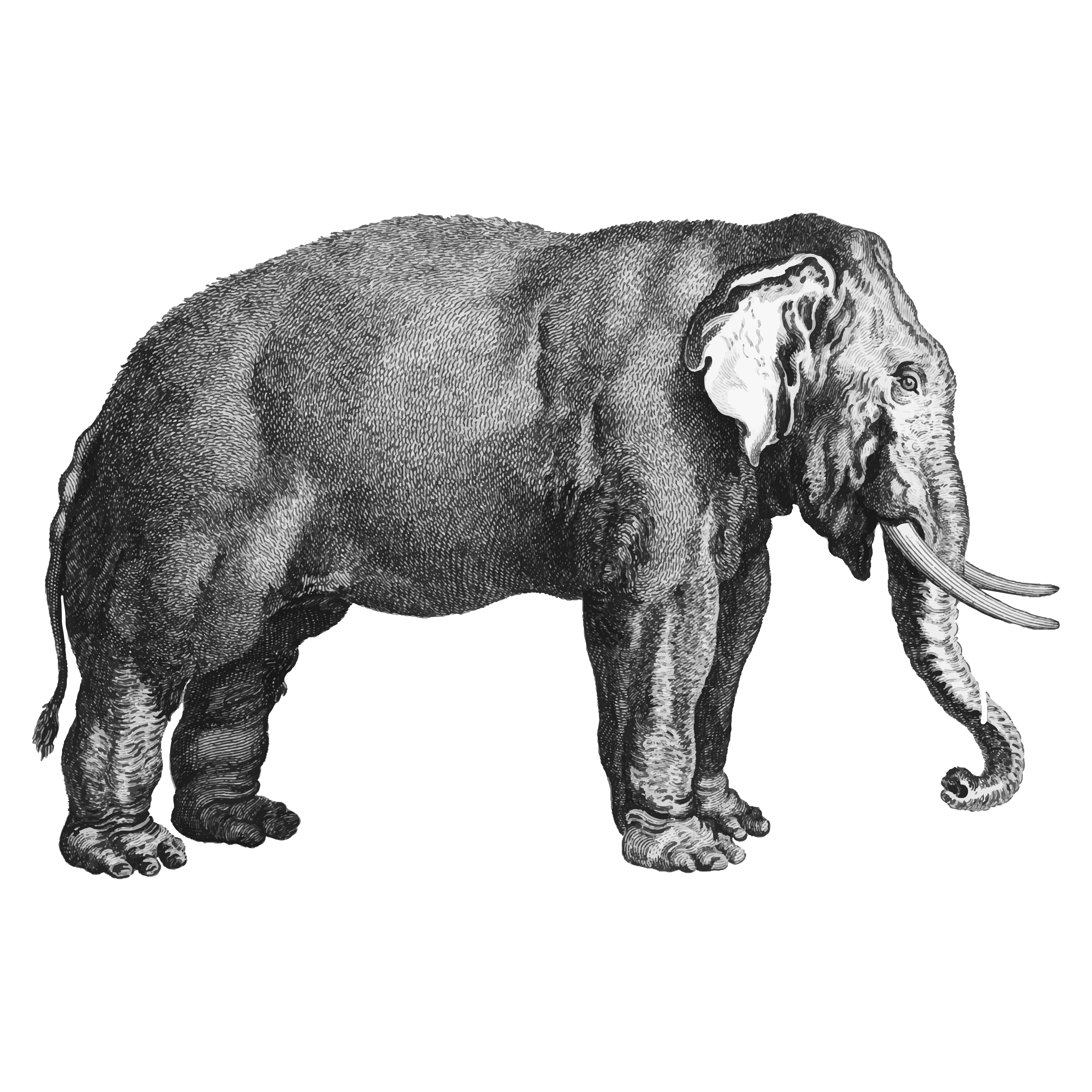 4575x4575 Vintage Illustrations Of Elephant