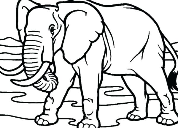 600x431 Elephant Picture For Drawing Draw An Elephant African Elephant
