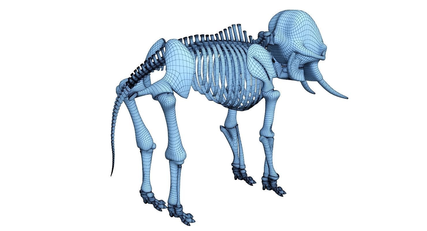 1480x800 Elephant Skeleton Model Cgtrader