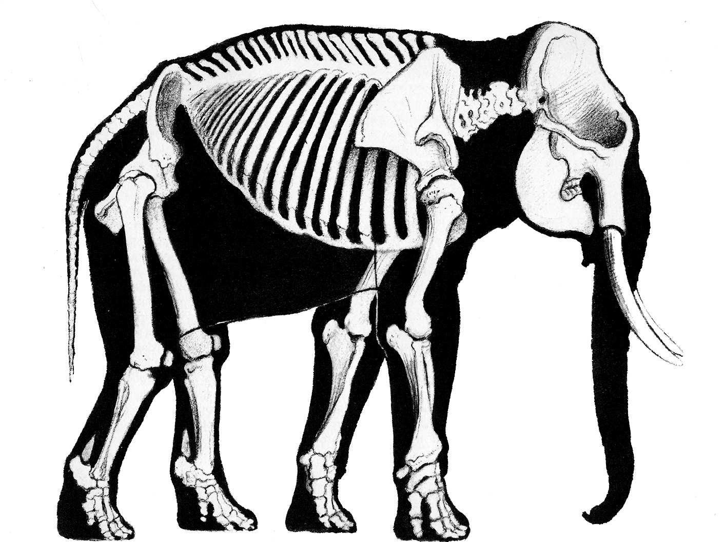 Кости слона. Скелет хоботных. Скелет слона. Анатомия слона,скелет. Анатомия слона.