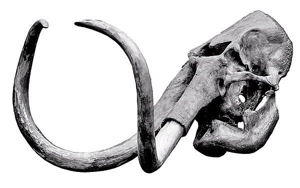 600x375 Elephant Skull Elephant Skull, Skull