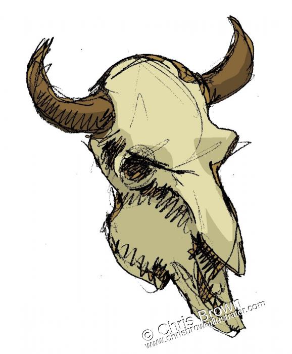 578x700 Buffalo Skull Chris Brown