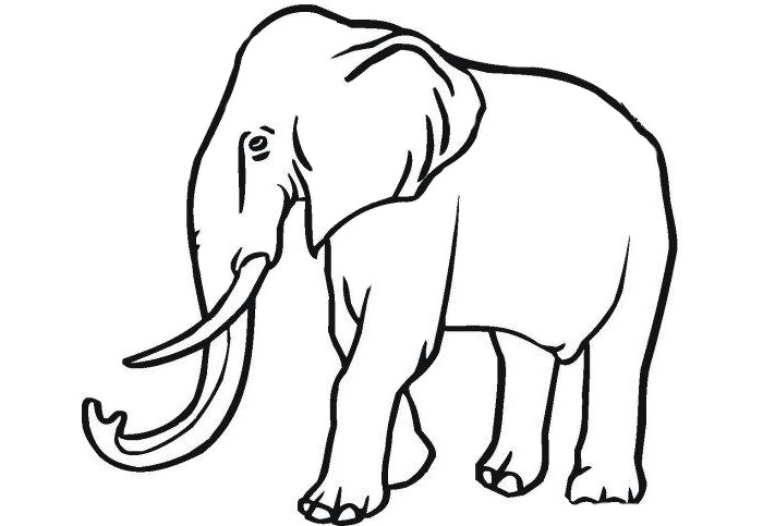 700x483 Elephant Template