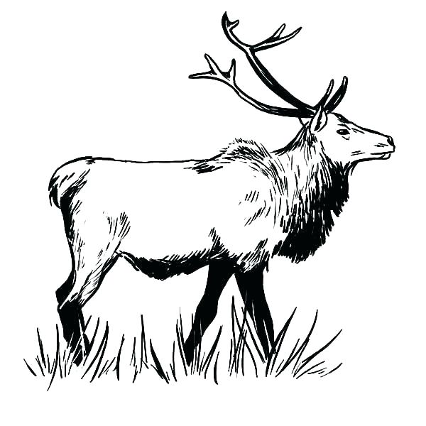600x600 elk coloring pages drawing young elk coloring pages download print
