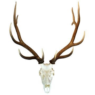 360x360 elk skull tattoo drawing pin elk skull and roses tattoo