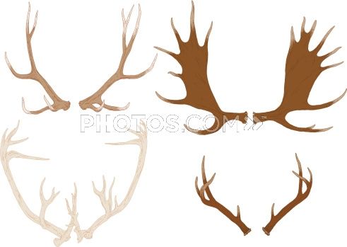 491x349 Stock Illustrations Four Hand Drawn Antlers, From Elk, Moose