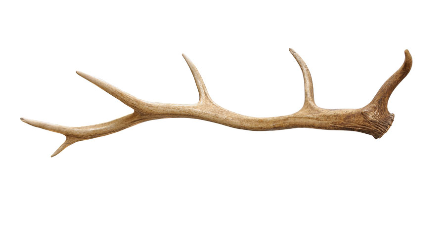 900x484 Wyoming Elk Antler Auction Pulls In A Record Lot