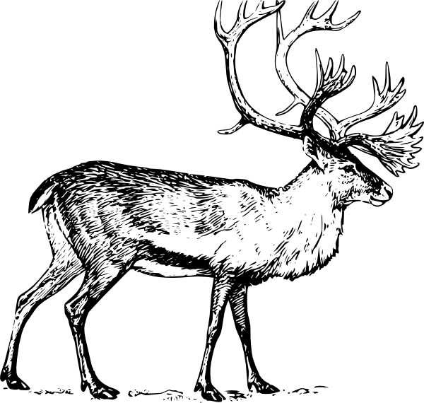 600x570 Antler Clipart Sketch For Free Download And Use In Presentations