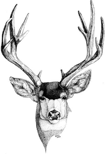 340x495 Antlers Tattoos Deer Art, Deer Tattoo, Deer Drawing