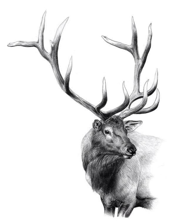 596x759 Art In Elk Drawing, Deer Drawing