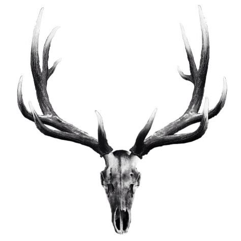474x474 elk skull tattoo tattoos elk skull, elk tattoo, deer skull tattoos