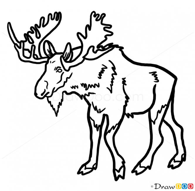 665x653 Huge Collection Of 'moose Line Drawing' Download More Than