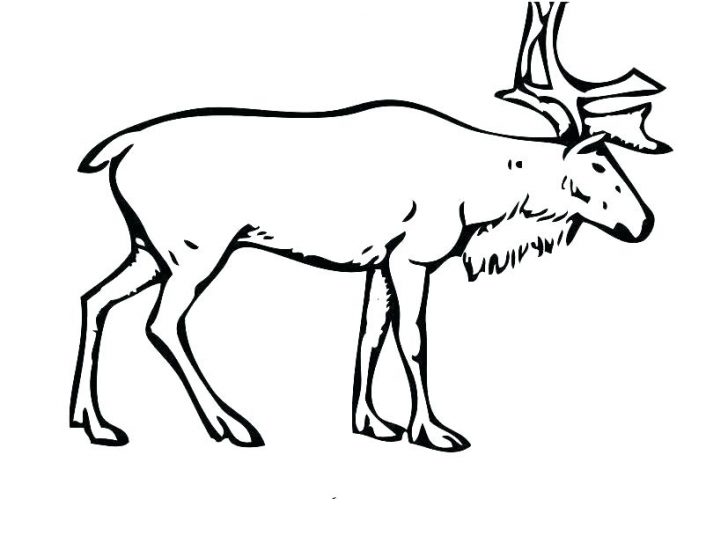 728x536 Coloring Pages For Adults Pdf Disney Elk Drawing At Free Personal