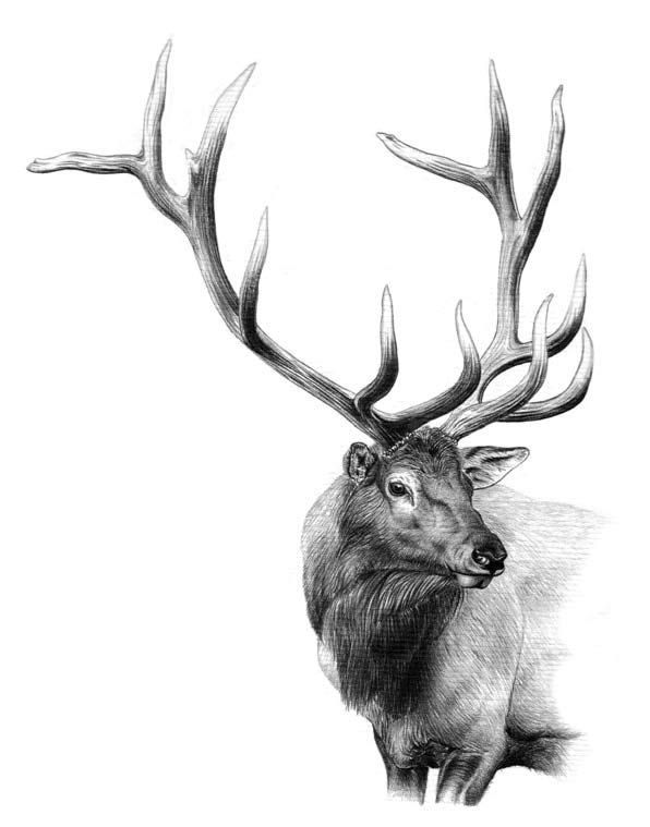 596x759 Outlines Drawing Antler Elk