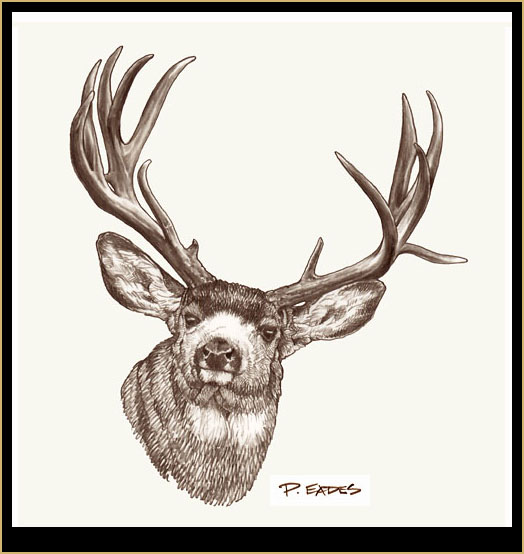 524x554 Peter Eades Original Wildlife Images