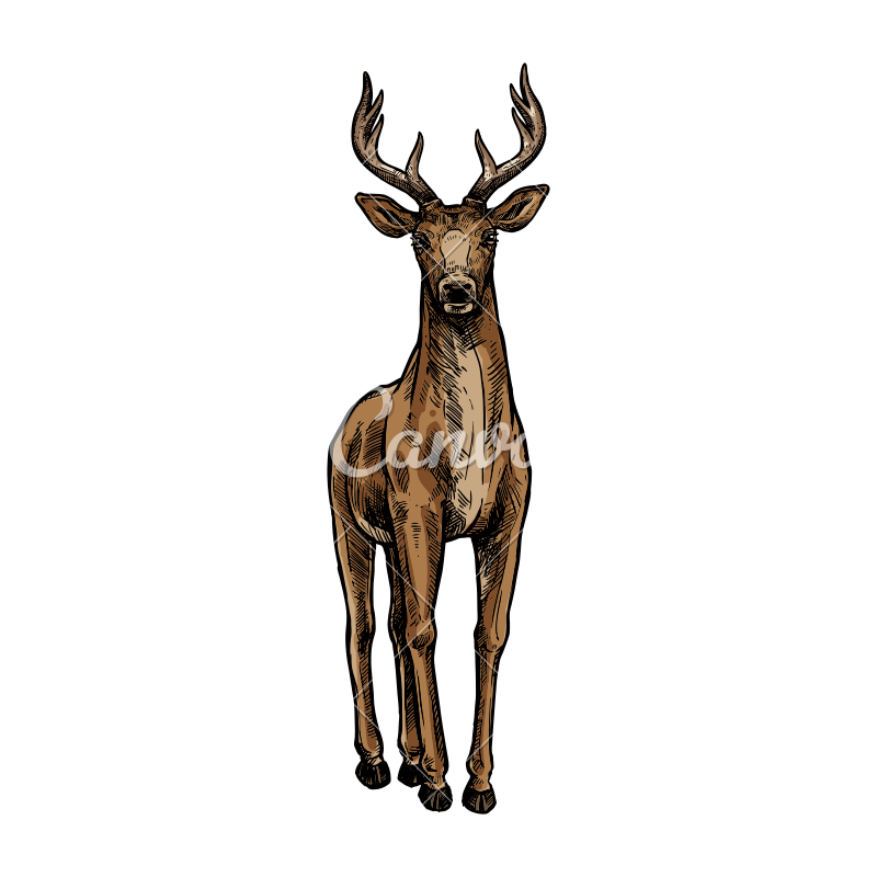 Elk Pencil Drawings | Free download on ClipArtMag