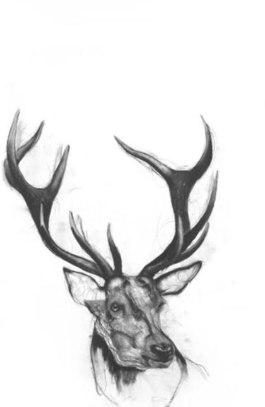 375x577 Stag Drawing
