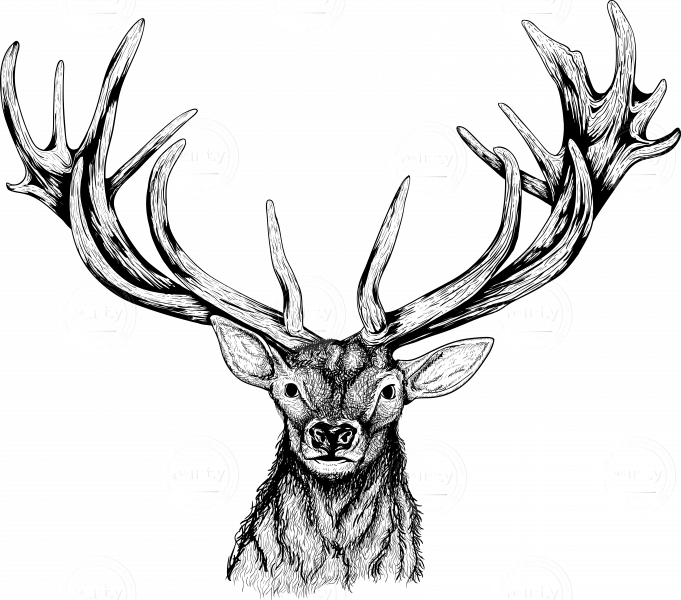 681x600 Collection Of Free Elk Drawing Pencil Download On Ui Ex