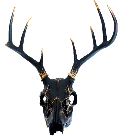 500x581 Necromancer Drawing Deer Skull, Picture