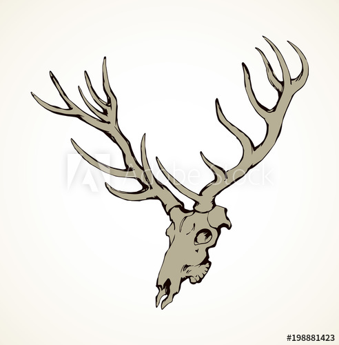 492x500 Skull Of Deer Vector Drawing