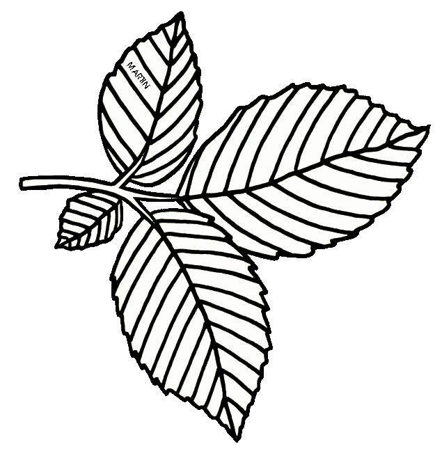 635x648 collection of free leaf drawing elm tree download on ui ex