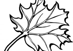 300x210 color best ways to identify an elm tree wikihowrhwikihowcom oak