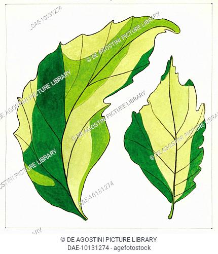 430x501 elm tree white background stock photos and images age fotostock