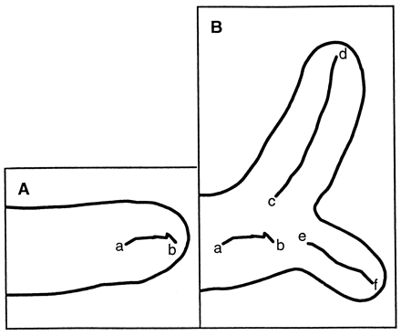 440x368 Analysis Of The Role Of The In Fungal Morphogenesis