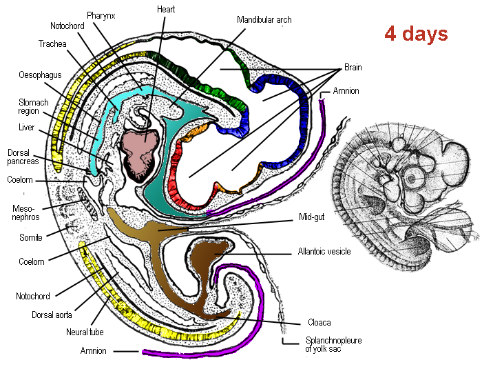 700x535 Embryology Of Chicken Days