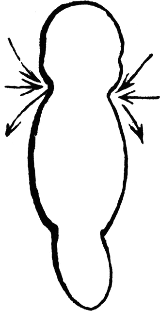 330x640 form of the embryo clipart etc