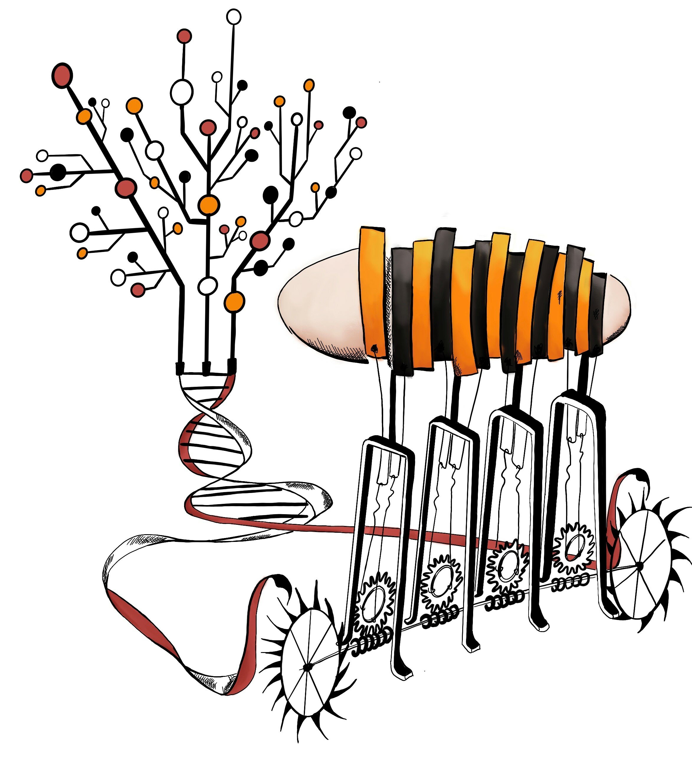 2346x2603 how the fruit fly got its stripes researchers explore precision