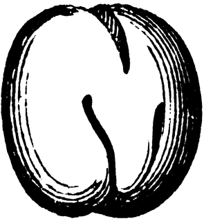 295x320 Pea Embryo Clipart Etc