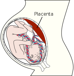 250x258 Placenta