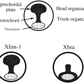 320x320 schematic dorsal views of the xenopus embryo